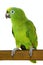 Amazon parrot