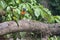 Amazon Parrot Amazona aestiva