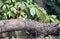 Amazon Parrot Amazona aestiva