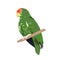 Amazon parrot bird, vector illustration, isolated