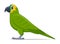 Amazon parrot bird on a white background