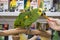 Amazon Parrot in a Petstore