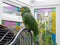 Amazon parrot in stained glass sunroom. Pet bird.
