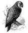 Amazon Parrot vintage illustration