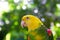 Amazon Parrot Yellow headed Oratrix