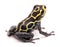 Amazon poison dart frog, Ranitomeya imitator