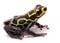 Amazon poison dart frog, Ranitomeya imitator, Baja Huallaga, Peru