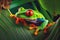 Amazon Rain Forest Red Eyed tree frog