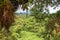 Amazon Rainforest Canopy Amongst Lush Vegetation From A Tree Top