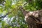 Amazon rainforest: Nature and plants along the shore of Amazon River near Manaus, Brazil South America