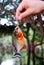 Amazon rainforest: Piranha fishing in the Amazon River near Manaus, Brazil