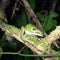 Amazon Rainforest Tree Frog Hunts At Night