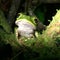 Amazon Rainforest Tree Frog Hunts At Night