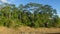 Amazon rainforest view being deforested to open space for livestock grazing