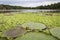 Amazon river covered with Victoria Lotuses