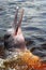 Amazon river dolphin or Boto Inia geoffrensis - Rio Negro, Amazon, Brazil, South America