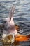 Amazon river dolphin or Boto Inia geoffrensis - Rio Negro, Amazon, Brazil, South America