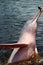 Amazon river dolphin or Boto Inia geoffrensis - Rio Negro, Amazon, Brazil, South America