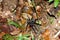 Amazon River: Tarantula spider in the Amazon Rainforest near Manaus, Brazil