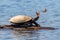 Amazon side-necked turtle - podocnemis with butterflies. Tambopata, Sandoval Lake, Amazonia, Peru