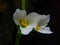 Amazon sword flowers echinodorus flower 