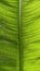 Amazon sword plant green veins leaf texture