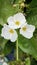 Amazon sword plant white inflorescence flowers