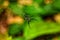 Amazon Thorn Spider or Micrathena schreibersi