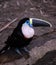 Amazon toucan bird sits on tree log