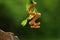 The Amazon tree boa Corallus hortulanus hanging from the green branch. Golden snake on the green background