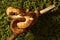 Amazon tree boa (Corallus hortulanus) snake