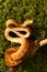 Amazon tree boa (Corallus hortulanus) snake