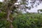 Amazon. Tropical Rainforest. Jungle Landscape. Amazon Yasuni National Park, Ecuador. South America