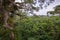 Amazon. Tropical Rainforest. Jungle Landscape. Amazon Yasuni National Park, Ecuador. South America