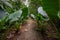 Amazon. Tropical Rainforest. Jungle Landscape. Amazon Yasuni National Park, Ecuador. South America