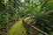 Amazon. Tropical Rainforest. Jungle Landscape. Amazon Yasuni National Park, Ecuador. South America