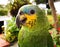 Amazona aestiva, green parrot with yellow cheeks and blue forehead