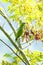 Amazona albifrons or white-fronted amazon in a tree