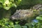 Amazonian Alligator in Brazil