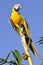Amazonian Blue-and-yellow Macaw