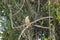 Amazonian eagle standing over the amazon basin in Leticia, Colombia