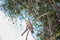 Amazonian eagle standing over the amazon basin in Leticia, Colombia