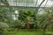 Amazonian Ecosystem Enchantment: Nature& x27;s Wonders in the Botanical Greenhouse. Botanic Rainforest Marvel