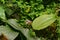 Amazonian jungle flowers