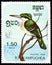 Amazonian Kingfisher Chloroceryle amazona, Birds serie, circa 1985