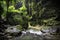 Amazonian landscape surrounded by vegetation and large rocks