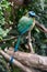An Amazonian Motmot also known as Momotus Momota laid on a branch