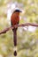 Amazonian Motmot Momotus momota perched on vegetation. front view