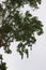 Amazonian Oropendolas` weaver nests hanging from the branches of a tree in the rainforest of Peru