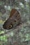 Amazonian Owl Butterfly, Pilipintuwasi, Iquitos, Peru